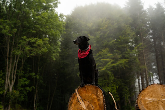 Portrait of cute dog standing on top of lumber in lush foggy forest