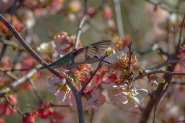 hummingbird in quince blossoms eder