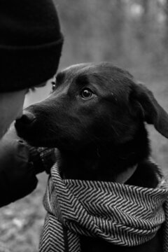 The guy with the dog from the shelter