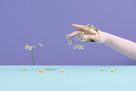 girl holds one daisy flower branch on a purple background.