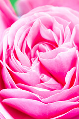 Beautiful pink garden rose petals, vertical closeup
