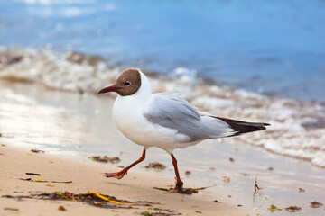 Bird with Fast Legs / Seagull walk hurry at beach shore - 510123187