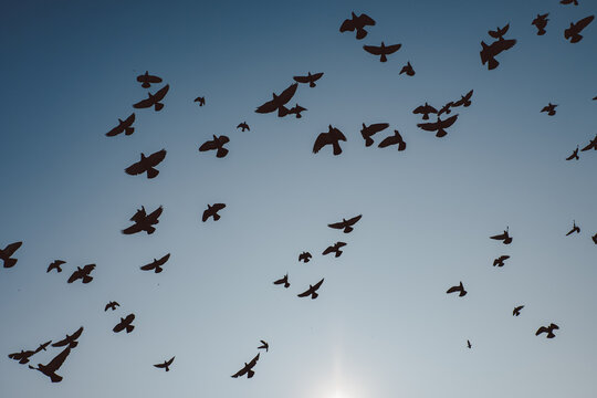 A Flock Of Birds In The Sky