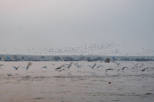 Miriads of seagulls.
