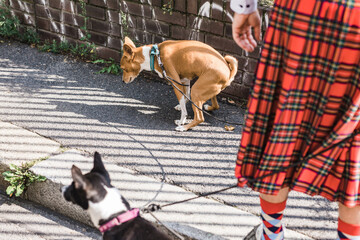 Man in a kilt waiting for his basenji dog poop