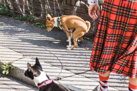 Man in a kilt waiting for his basenji dog poop