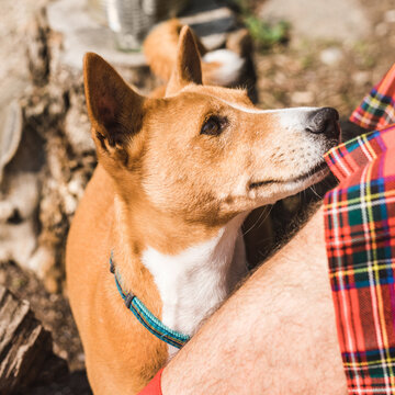 Basenji dog looking at the owner in kilt