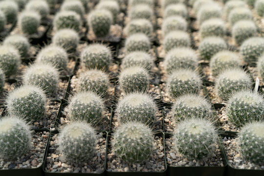 Rows of tiny cacti growing