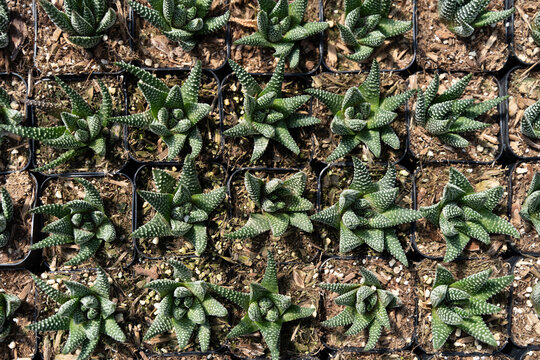 Tiny succulents from above