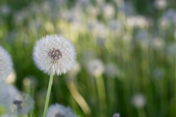 dandelion on the meadow with sunny and blurred background