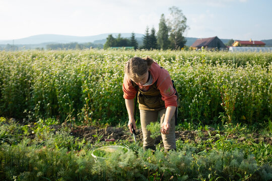 Female farmer harvesting dill