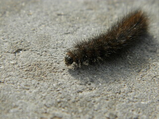 caterpillar on the ground