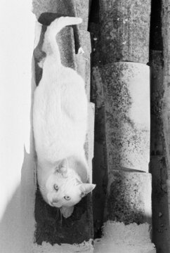 Stray cat on roof
