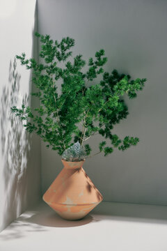 A tree pot on the corner of the room