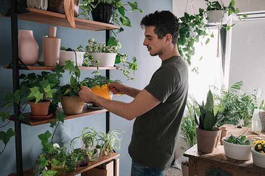 Man Watering Plants On Shelf In Nursery