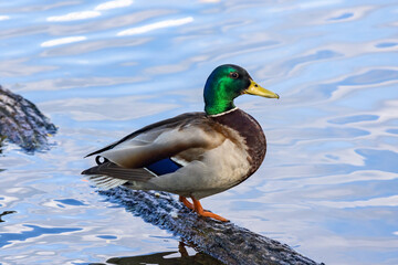 Male duck (Mallard) staying on the wood in the lake