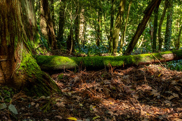 Beautiful magical forest landscape. Tree trunk with moss lying on the ground. Soft sunlight, sunbeams. Fairy forest landscape. Picturesque setting. Pure nature.