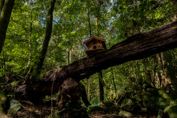 Beautiful forest landscape with a small timber house on a trunk of a lying tree. Natural Park in The Furnas Lake - 