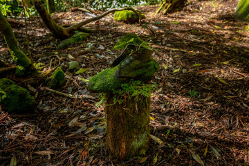 Close up to a very old and mossy boots lied in a tree trunk, in a forest in Furnas, São Miguel Island.