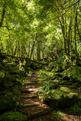 Beautiful magical forest landscape with path (alley) through mighty green trees. Soft sunlight,...