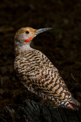 A Northern Flicker resting on an old tree stump in the Fremont National Forest in central Oregon.