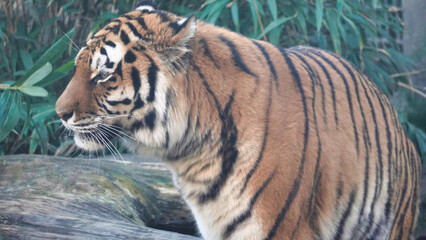 Fototapeta na wymiar Siberian Tiger Amurtiger