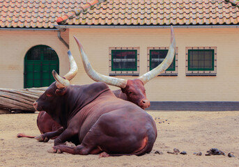 Portrait of ankole-watusi cows in the zoo in summer
