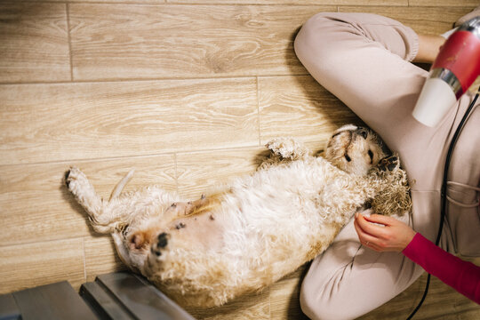 Little dog lying on floor and raising wet  paws