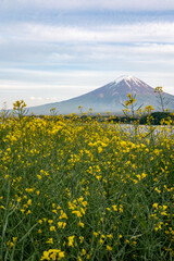 富士山と菜の花畑（河口湖　山梨）mount Fuji and canola fields	