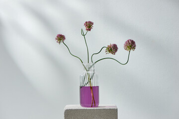 round purple allium flowers on bright background.