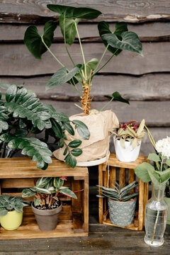home plants in flowerpots on the background of wooden wall