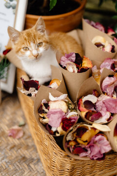 kitten sits in wicker basket with paper cones and dry roses petals 