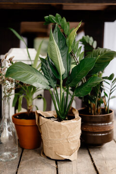 calla flower in craft pot