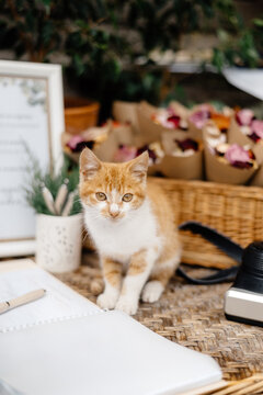 domestic kitten looking at camera while sitting on the table