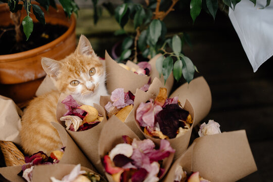 Cute kitten looking at camera sitting among flower petals