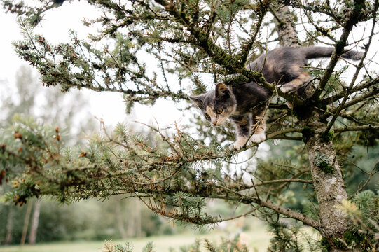 little kitten climbing on tree