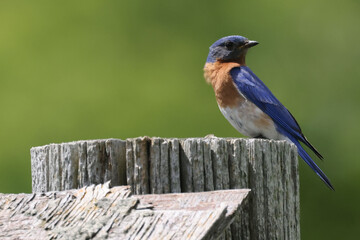 Bluebirds getting insects for chicks and perching on wires surrounding the nesting box on beautiful summer day