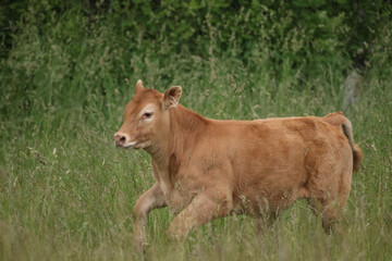 Fototapeta premium LImosin beef cattle enjoying summer grazing on farm field with really deep grass on summer day