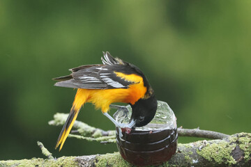 Baltimore Orioles, male and female, perching, flapping, rousing rainwater off feathers and feeding...