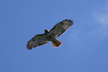 Fototapeta premium Red Tailed Hawk soaring above farm fields in summer day
