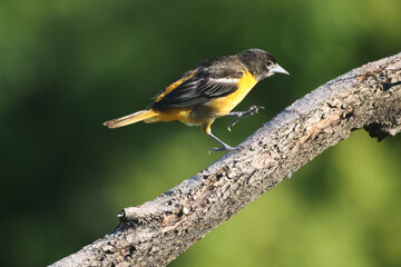Baltimore Orioles, male and female, perching, flapping, rousing rainwater off feathers and feeding on a rainy day