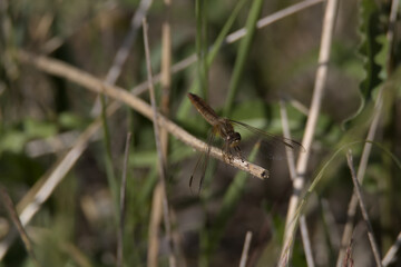 Libelle