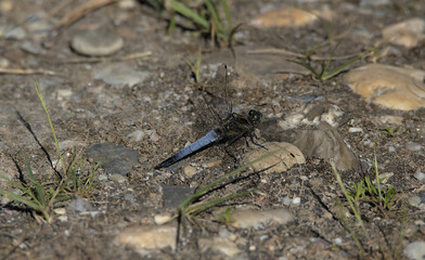 Blaue Libelle