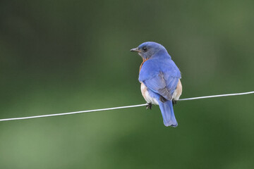 Bluebirds getting insects for chicks and perching on wires surrounding the nesting box on beautiful summer day