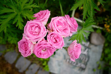 pastel roses with water drops in front of tombstone in blurred background