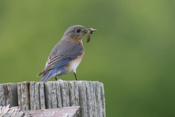 Bluebirds getting insects for chicks and perching on wires surrounding the nesting box on beautiful summer day