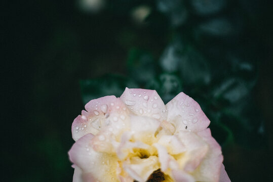 rose  in my yard