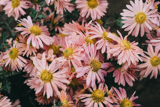 Pink Autumn Day