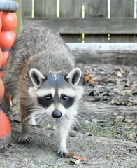 Friendly neighborhood raccoon