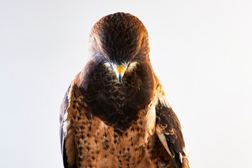 A hawk poses for a portrait.